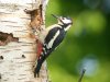 Great Spotted Woodpecker at Belfairs Woods (Steve Arlow) (124386 bytes) Great Spotted Woodpecker at Belfairs Woods (Steve Arlow) (124386 bytes)